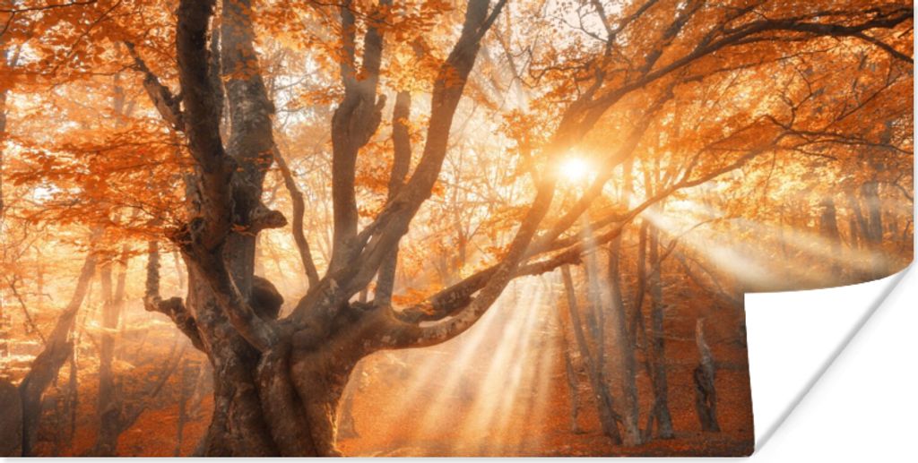 MuchoWow Poster Baum - Natur - Herbst 150x75 cm - ohne Rahmen