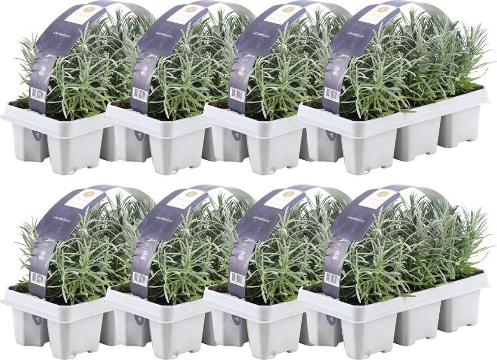 Echter Lavendel Lavandula angustifolia Ø7cm x H15cm 48 Pflanzen Duftend Deko
