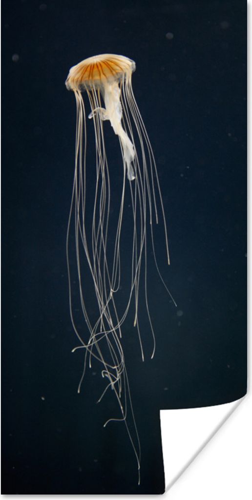 MuchoWow Poster Qualle - Meerestier - Tentakel 80x160 cm - Kinderzimmer
