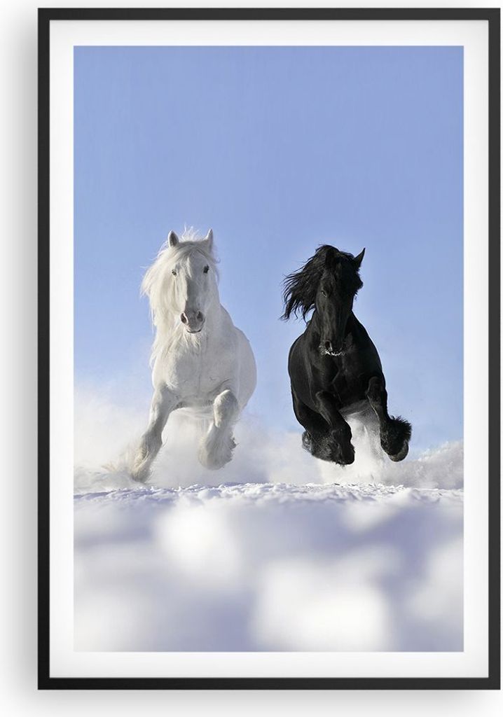 Gerahmtes Poster - Schwarzer Rahmen - Tiere Schönheit Wettbewerb - 61x91,5 cm - Wand Bild - Wanddeko - Wandbilder - Wandposter - Bilderrahmen - Bi...