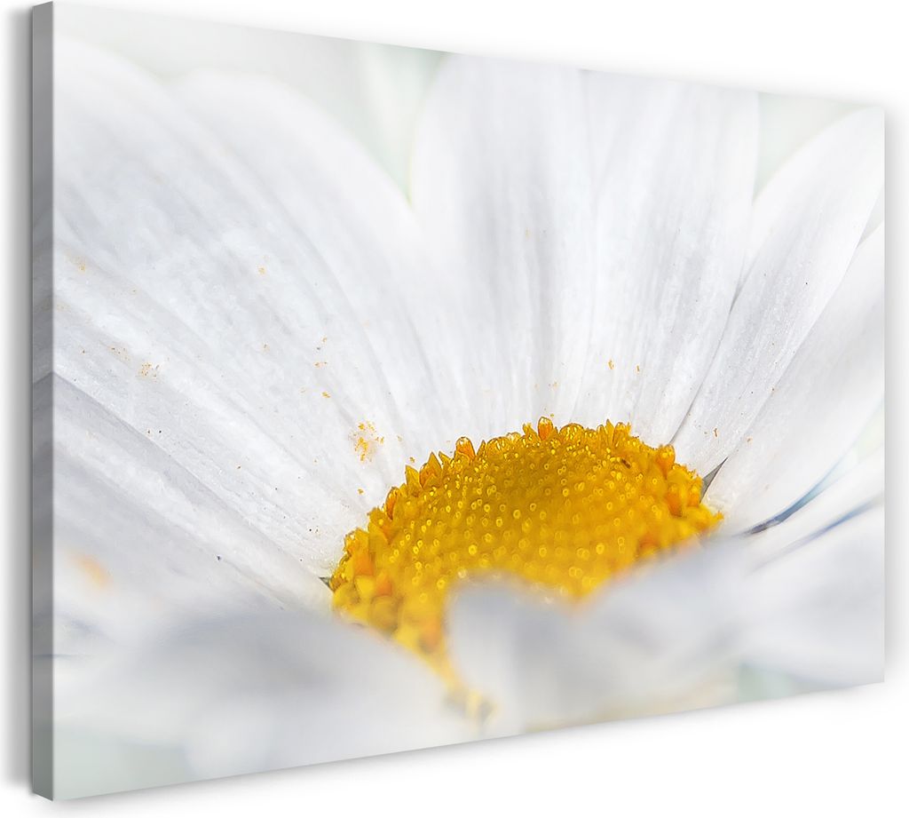 Leinwandbild (60x40cm): Blumenbilder Blumenfotos Margerite Nahaufnahme, echter Holz-Keilrahmen inkl. Aufhänger, handgefertigt in Deutschland