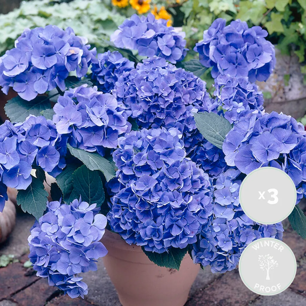 39+ Hortensie Early Blue Winterhart, Hortensie early blue