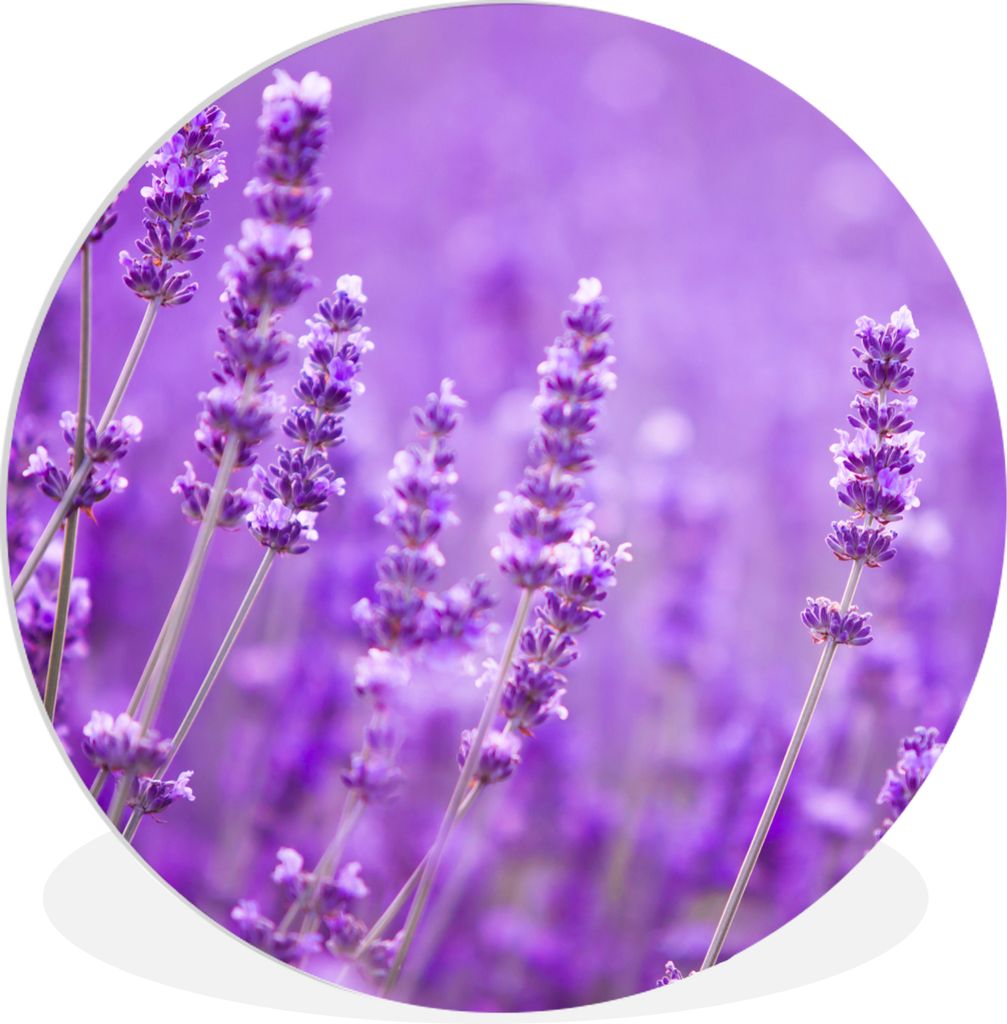 MuchoWow Rundes Wandbild - Runde Bilder Lavendel - Nahaufnahme - Blumen - Lila Ø 60 cm Kreis Wanddekoration Kunststoff - Wandkreis - Wandschmuck...