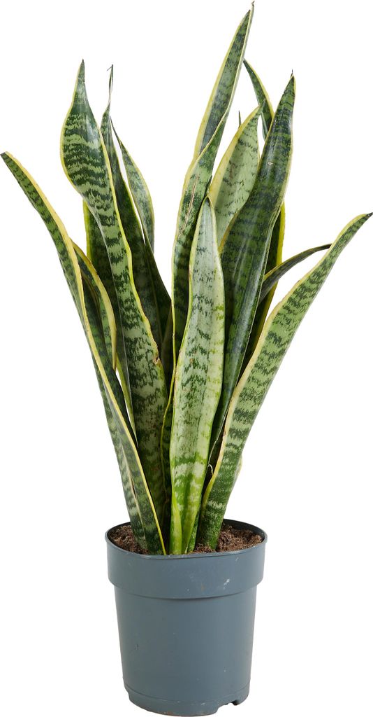 Bloomique - Sansevieria Laurentii - Bogenhanf - Sukkulenten - Zimmerpflanzen - Sehr Pflegeleicht - Höhe 30-40 cm - Topf 12 cm