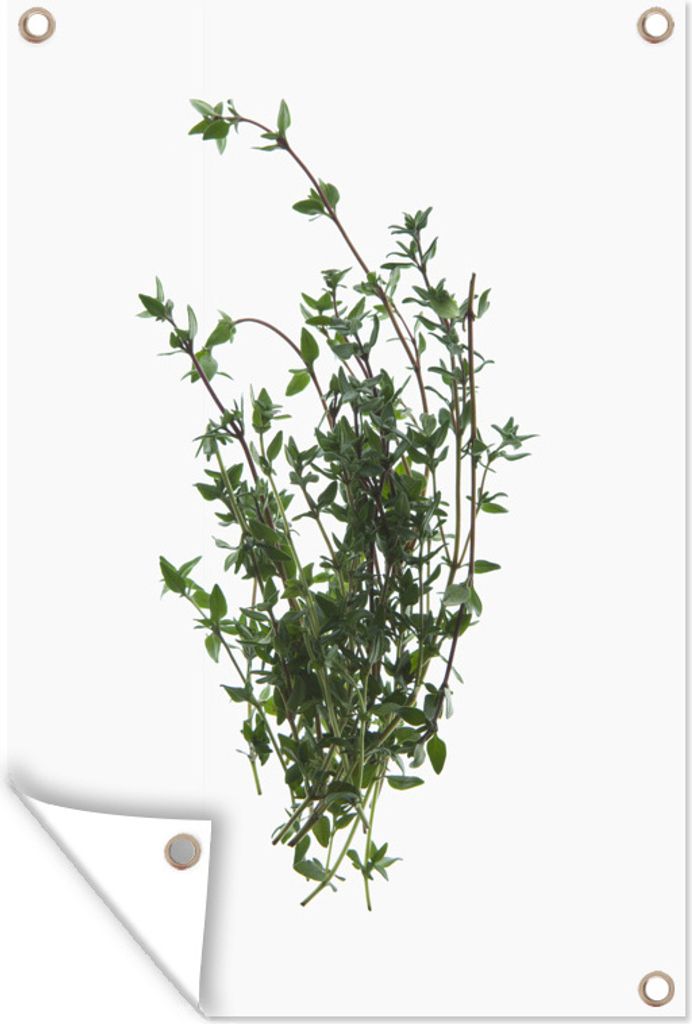 MuchoWow 60x90 cm Outdoor-Poster Gartendeko Sichtschutz Garten Poster für den Garten Aromatische Thymianzweige auf weißem Hintergrund