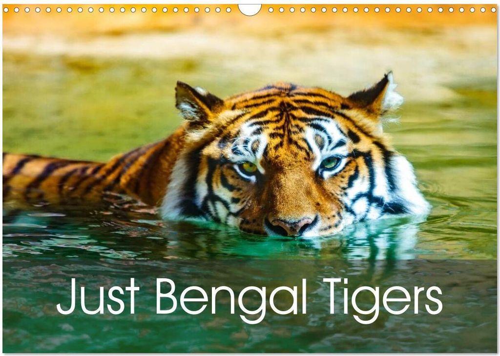 Just Bengal Tigers (Wall Calendar 2026 DIN A3 landscape), CALVENDO 12 Month Wall Calendar