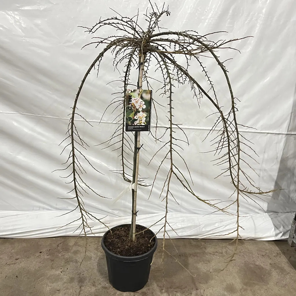 Cotonéaster Blackburn 120 cm idéal pour haie basse et talus