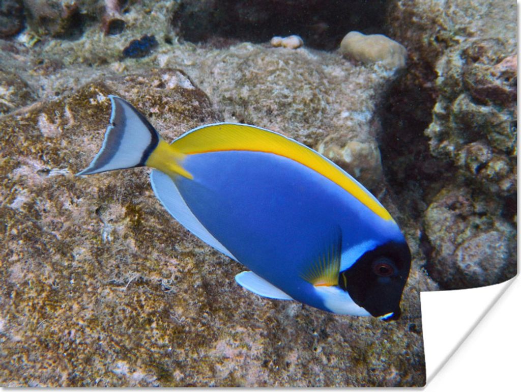 MuchoWow Poster Fisch - Fels - Wasser 40x30 cm - Plakate für die Wände - Poster Wohnzimmer