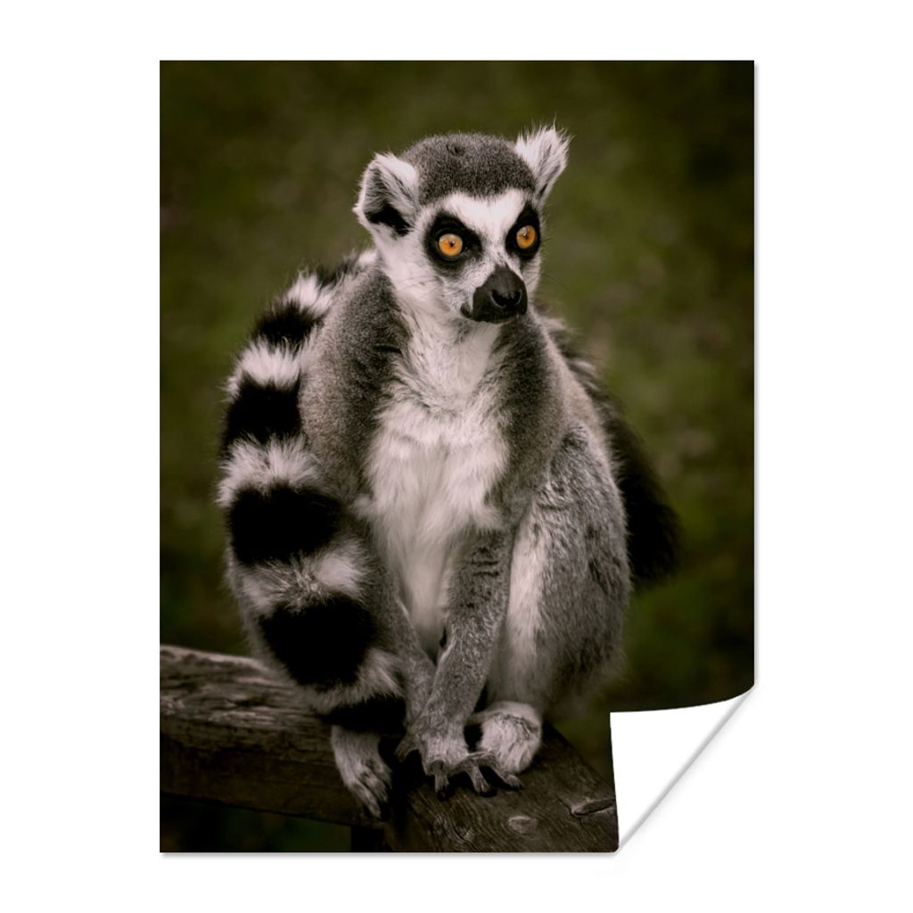 MuchoWow Poster Affe - Zweig - Tier 120x160 cm - Wandbilder