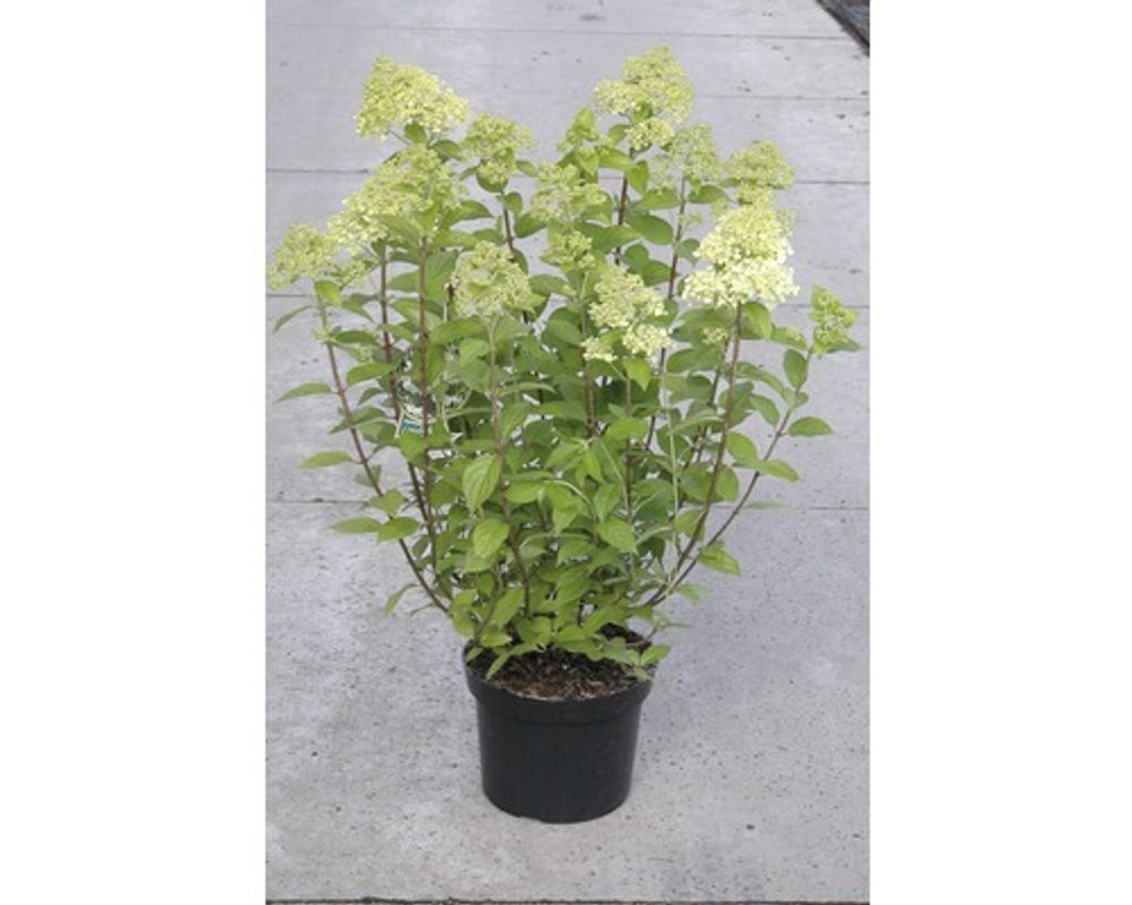 Rispenhortensie FloraSelf Hydrangea paniculata 'Limelight' Produktbild 