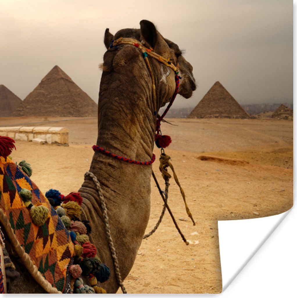 MuchoWow Poster Ägypten - Kamel - Pyramide 50x50 cm - Wohnzimmerdekoration