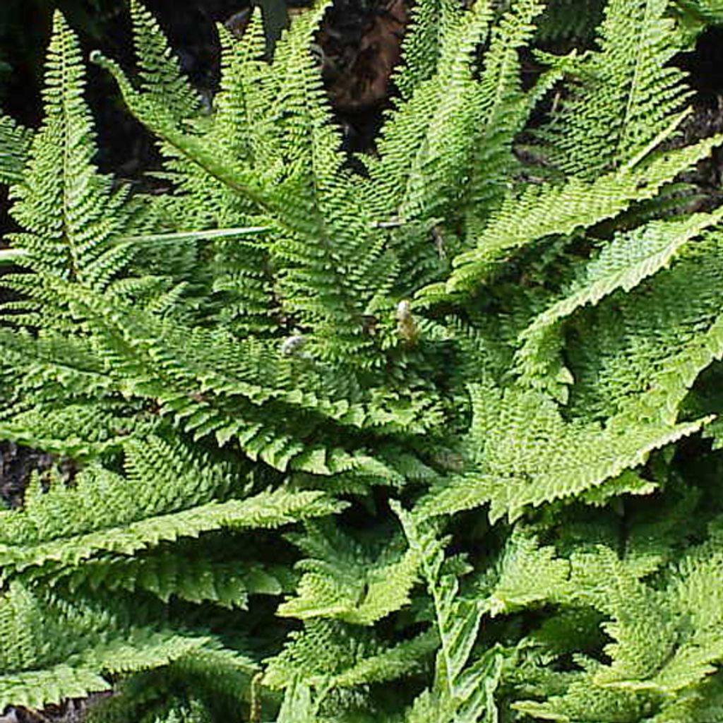 6 kusů kapradiny měkkolisté (Polystichum setiferum) | Obrázek produktu 