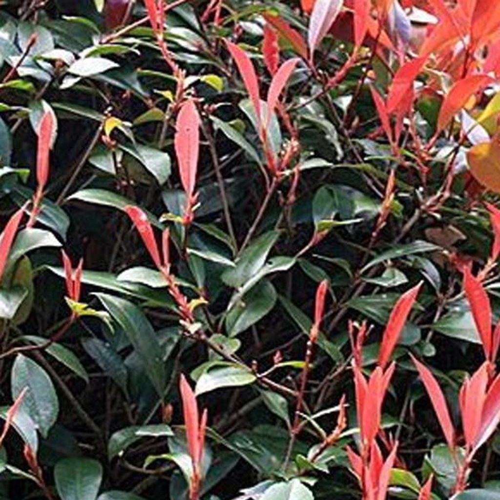 Glanzmispel - Photinia fraseri 'Red Robin' | 60-80 cm in Container