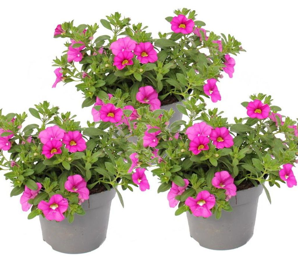 Zauberglöckchen - Minihängepetunie - Calibrachoa - 12cm Produktbild 