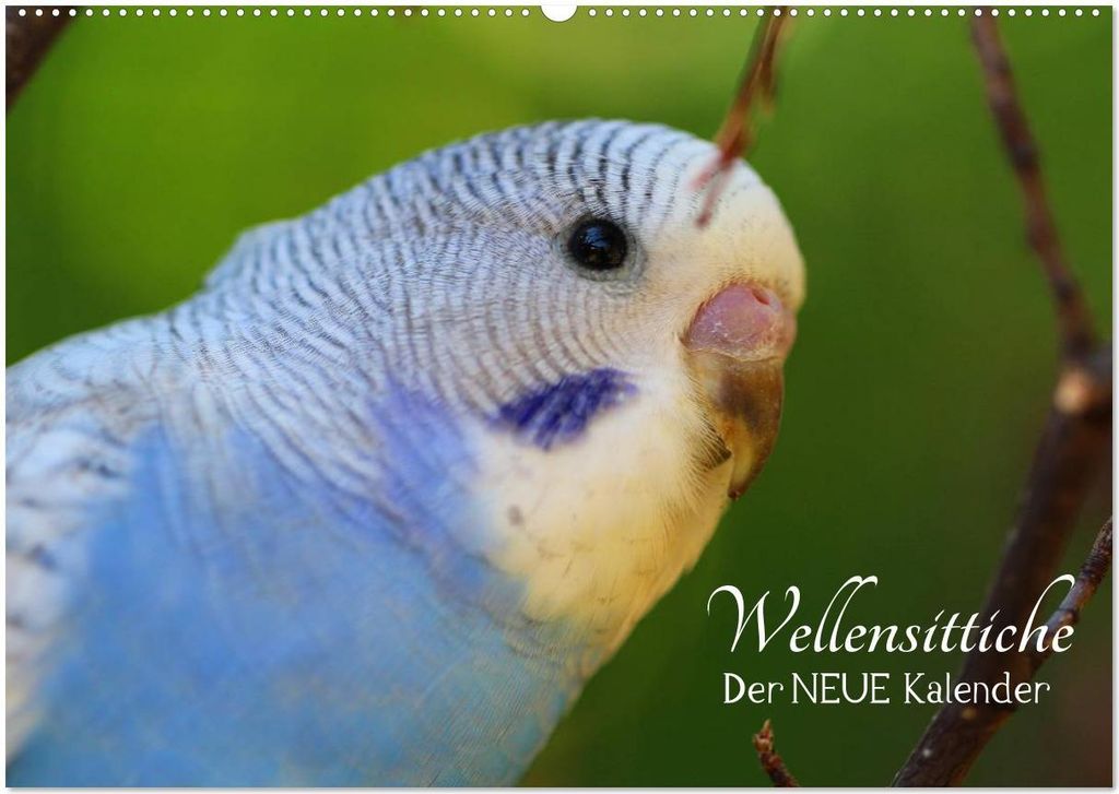 Wellensittiche - der NEUE Kalender (Wandkalender 2026 DIN A2 quer), CALVENDO Monatskalender