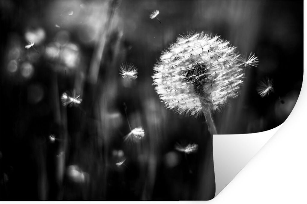 MuchoWow Wandtattoo Wandsticker Wandaufkleber Löwenzahn - Schwarz - Weiß - Pflanze 120x80 cm Selbstklebend und Repositionierbar - Selbstklebend...