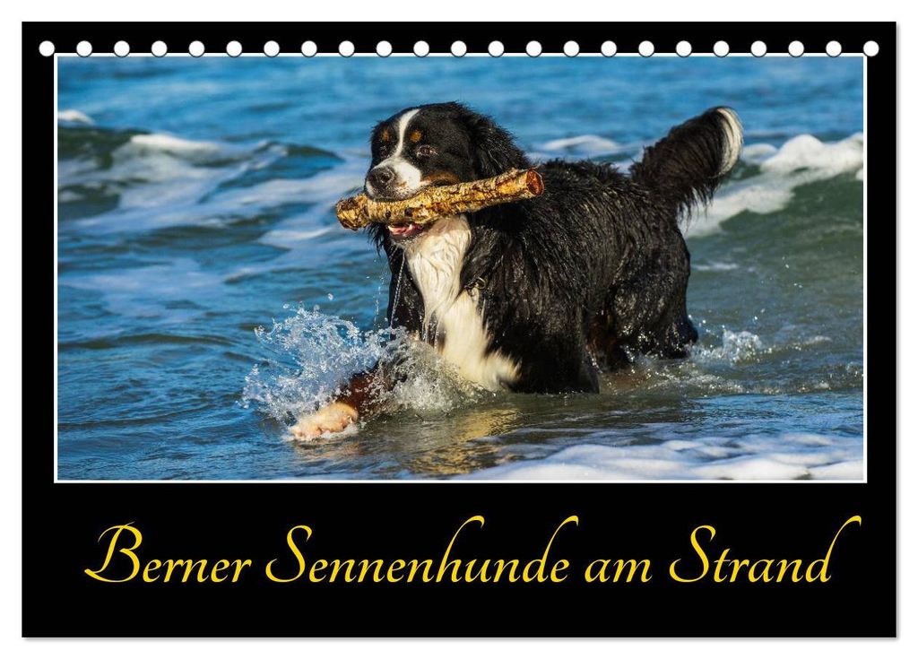 Berner Sennenhunde am Strand (Tischkalender 2027 DIN A5 quer), CALVENDO Monatskalender