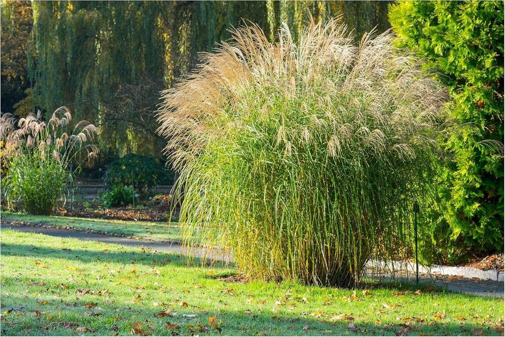 Stauden Gänge 10 x Miscanthus sinensis 'Federweißer' im 1 Liter Topf - Weißes Chinaschilf - Ein Hauch von Anmut in silbrigem Weiß - Winterhart