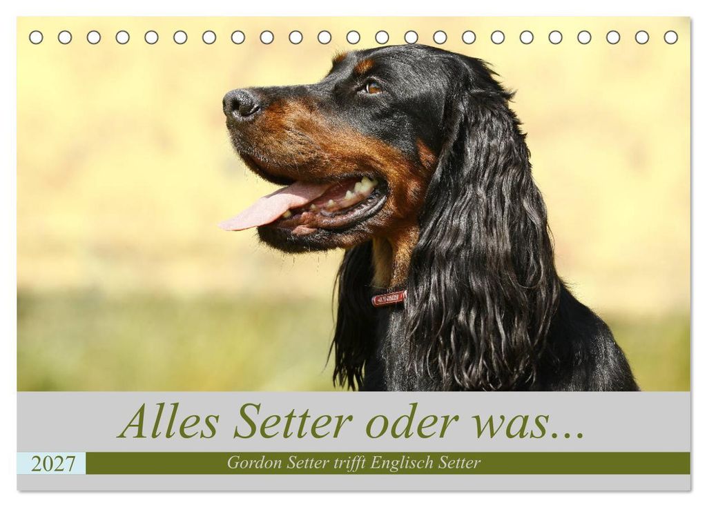 Alles Setter oder was (Tischkalender 2027 DIN A5 quer), CALVENDO Monatskalender