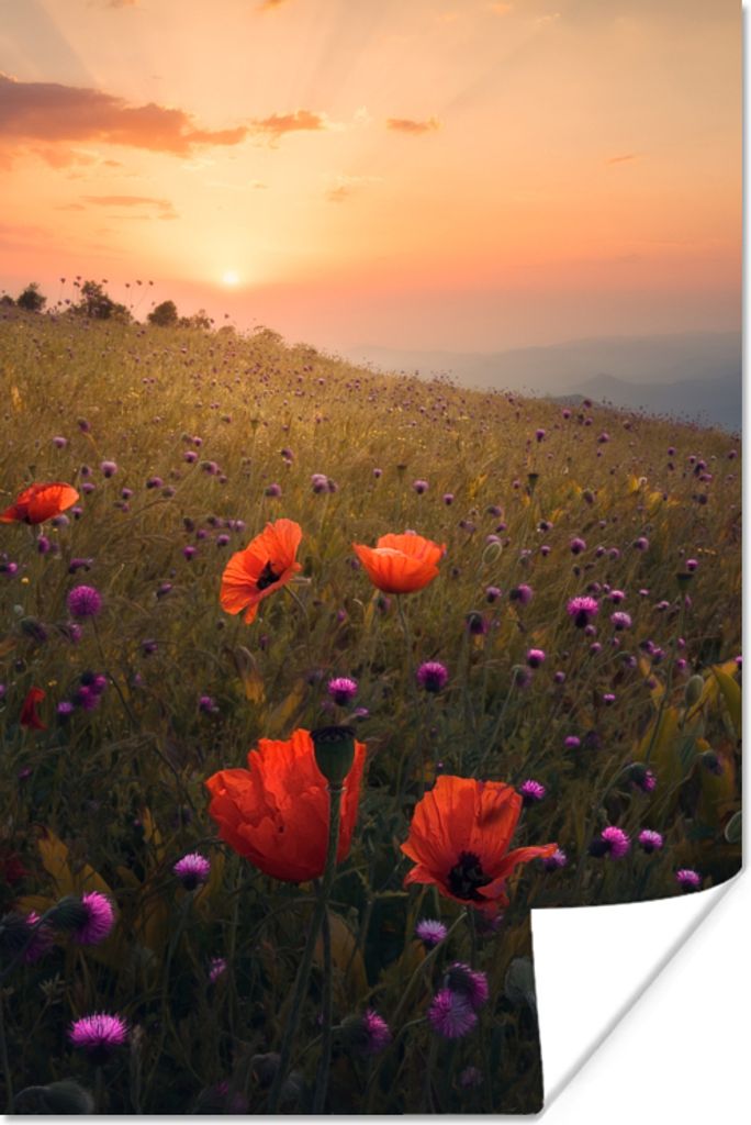 MuchoWow Poster Blumenfeld - Gras - Pflanzen - Sonnenuntergang - Orange 20x30 cm - Papierdruck