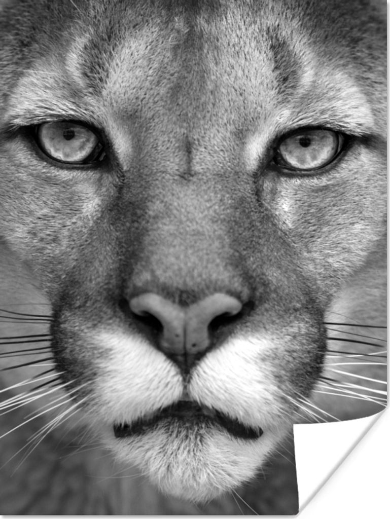 MuchoWow Poster Panther - Wildlife - Schwarz - Weiß 120x160 cm - Wandbilder