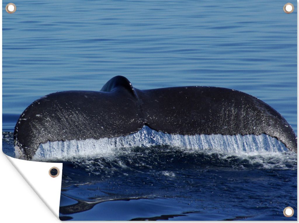 MuchoWow 80x60 cm Outdoor-Poster Gartendeko Sichtschutz Garten Poster für den Garten Wal - Schwanz - Blauwal