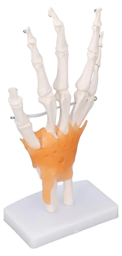 Main en PVC avec articulations mobiles - Taille réelle sur support - 2