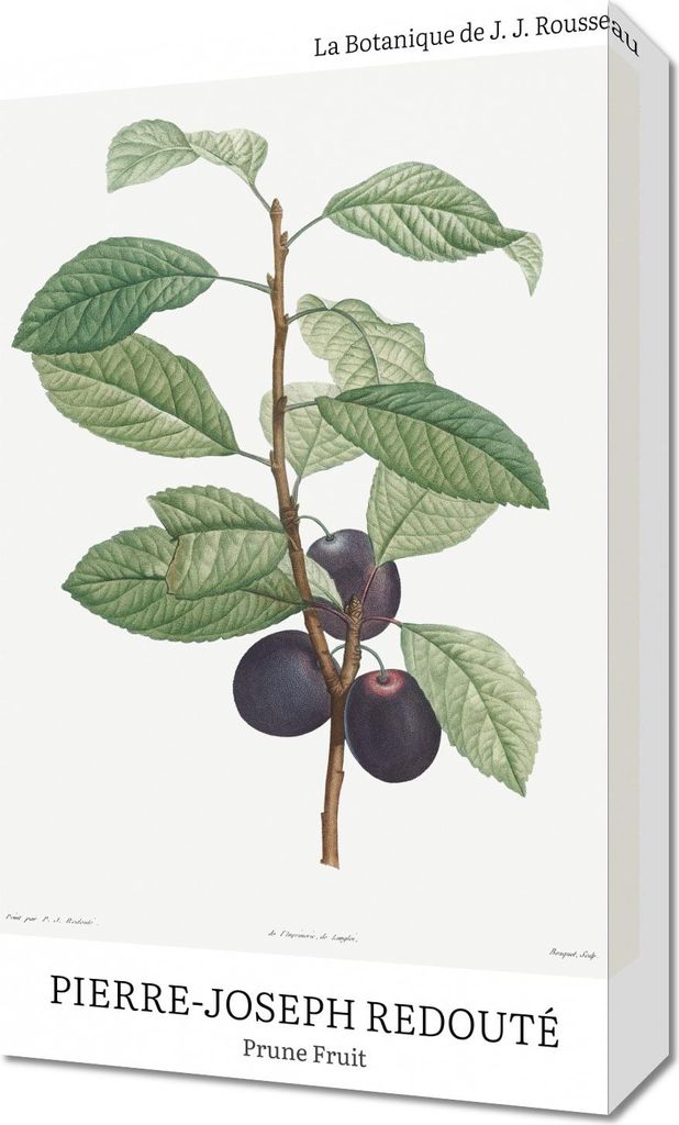 Bild 30x50cm Design Prune Fruit, Redoute Vintage für das Wohnzimmer