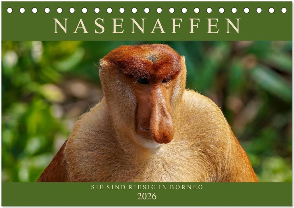 Nasenaffen von Borneo (Tischkalender 2026 DIN A5 quer), CALVENDO Monatskalender