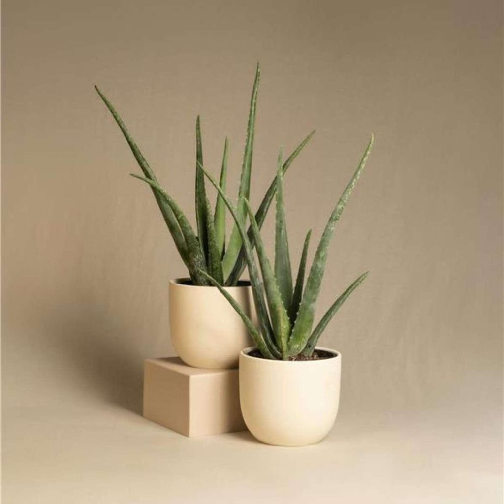 Aloe Vera - 4 Stk - Aloe barbadensis - Hhe 25-40cm - 11cm