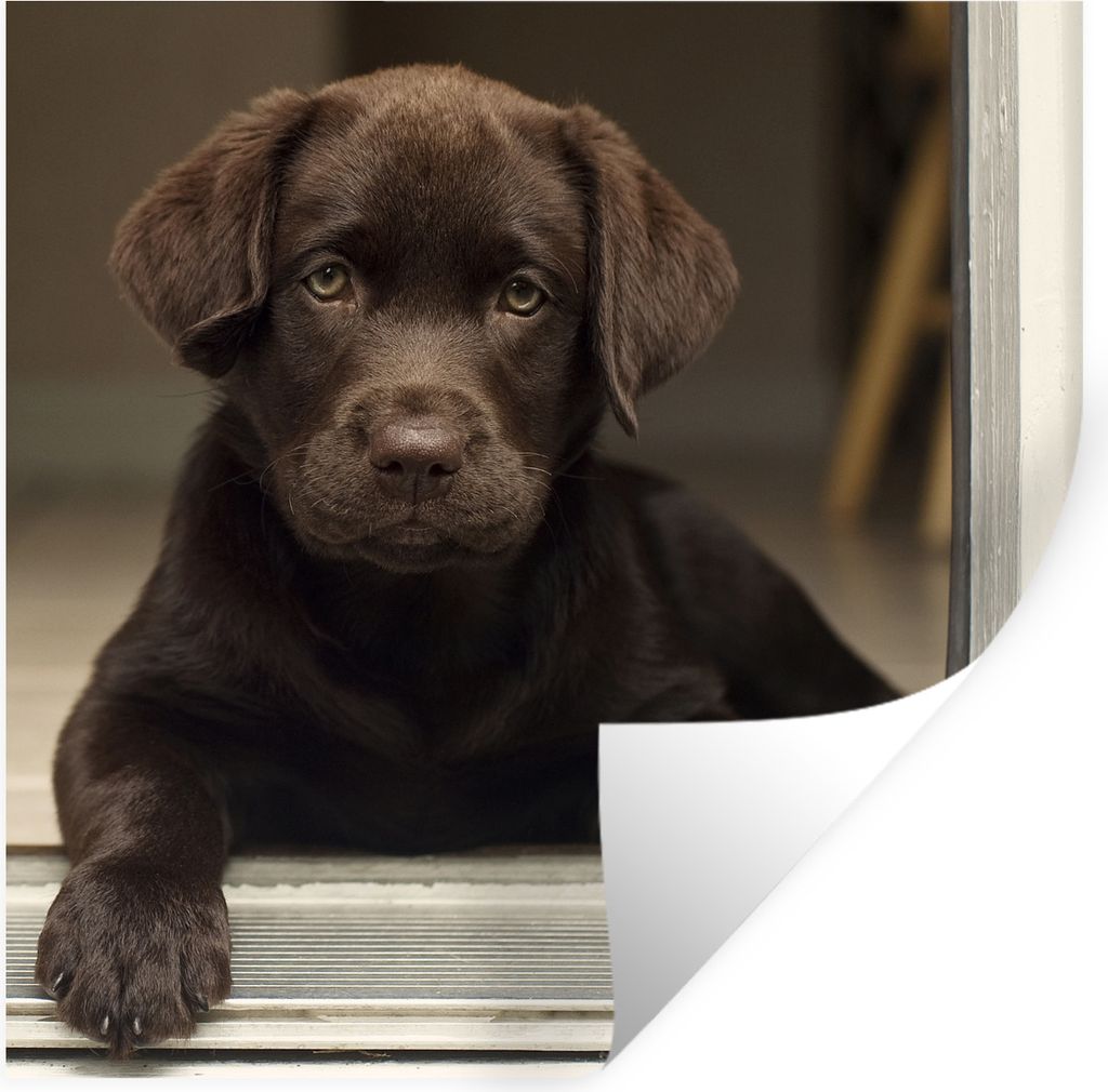 MuchoWow Wandtattoo Wandsticker Wandaufkleber Niedlicher Labrador Retriever schaut in die Kamera 50x50 cm Selbstklebend und Repositionierbar - Se...