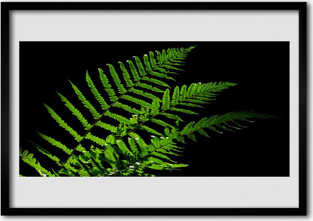 Bild 70x50 MDF-Rahmen Wandkunst Farn Farne Blätter