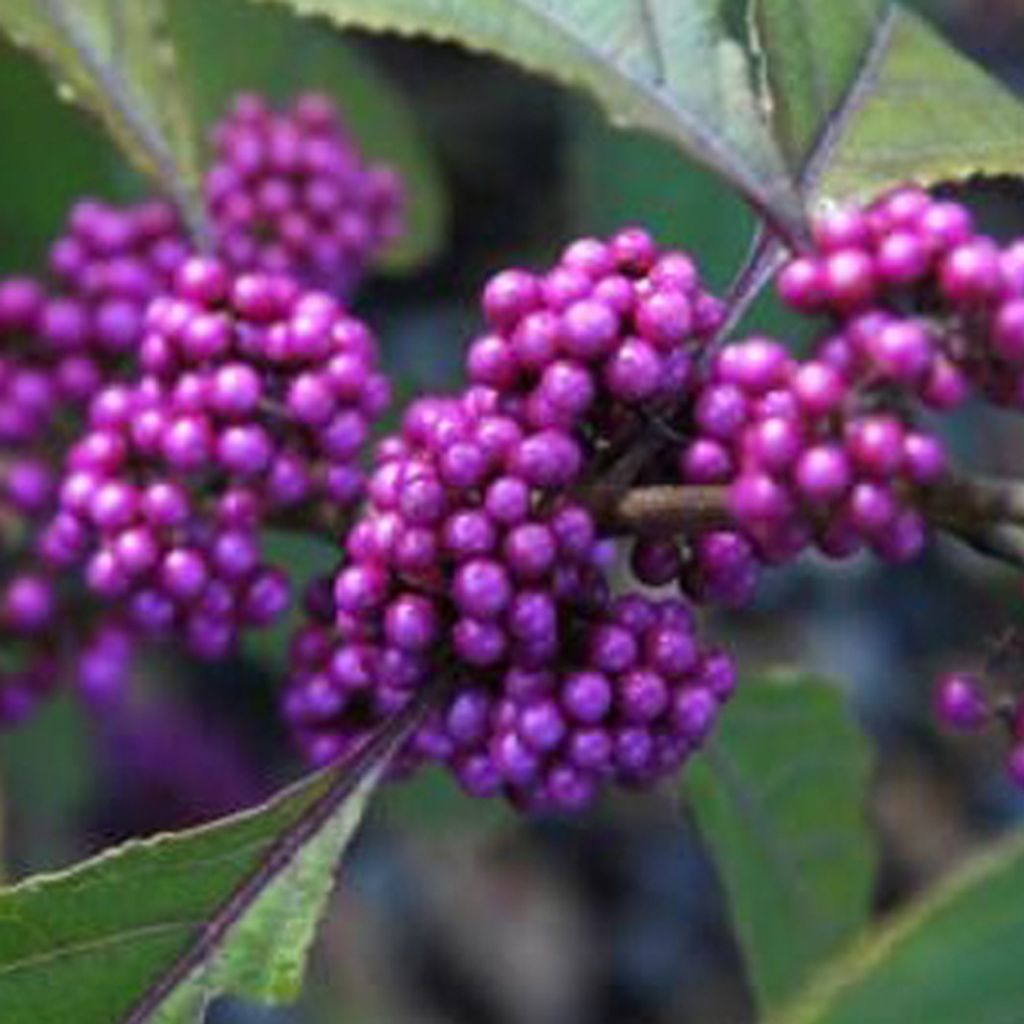2 x  Callicarpa  - Callicarpa bodinieri 'Profusion'  | Immagine del prodotto 