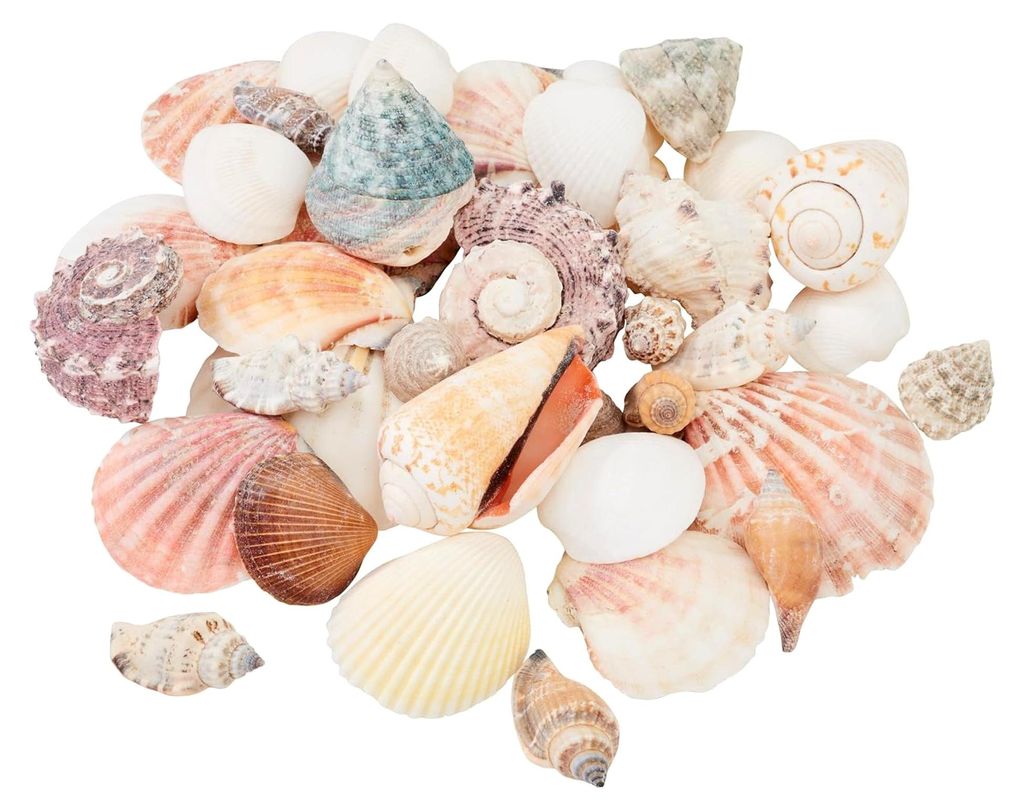 Muschel-Mix Natur 600 g, Deko-Muscheln für maritime Dekoration, Bastelprojekte, Aquarien, Strandthemen, Tischdekoration