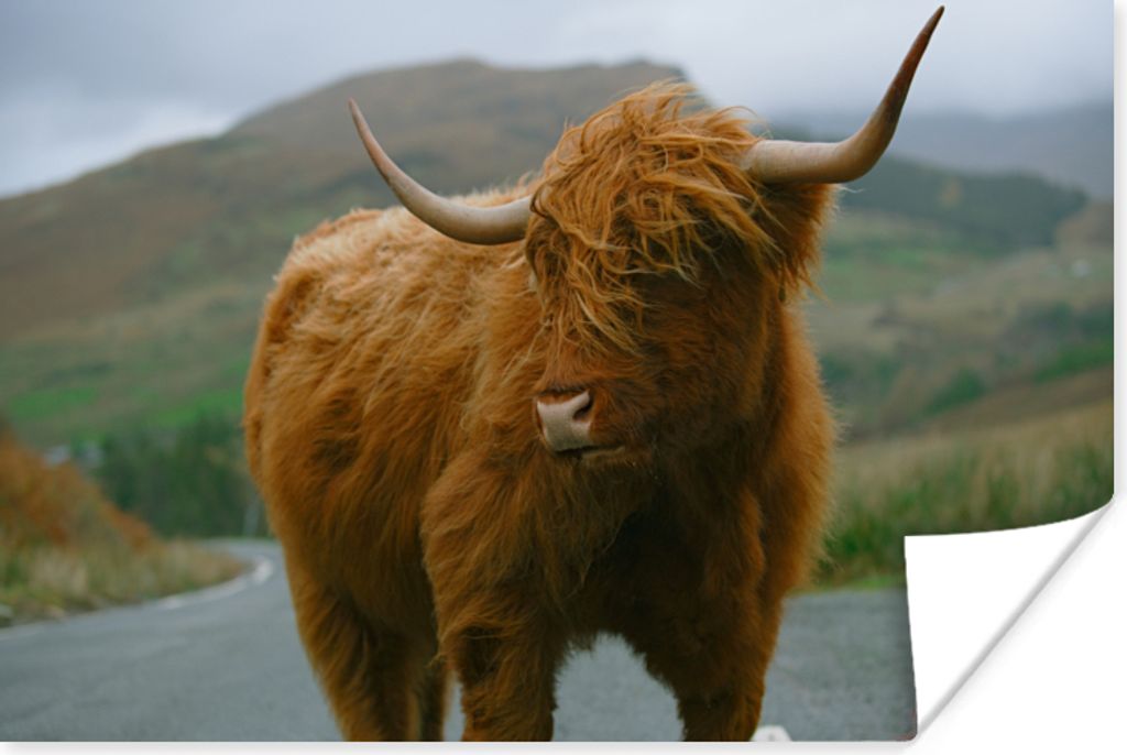 MuchoWow Poster Schottischer Highlander - Berg - Straße 90x60 cm - Schlafzimmer