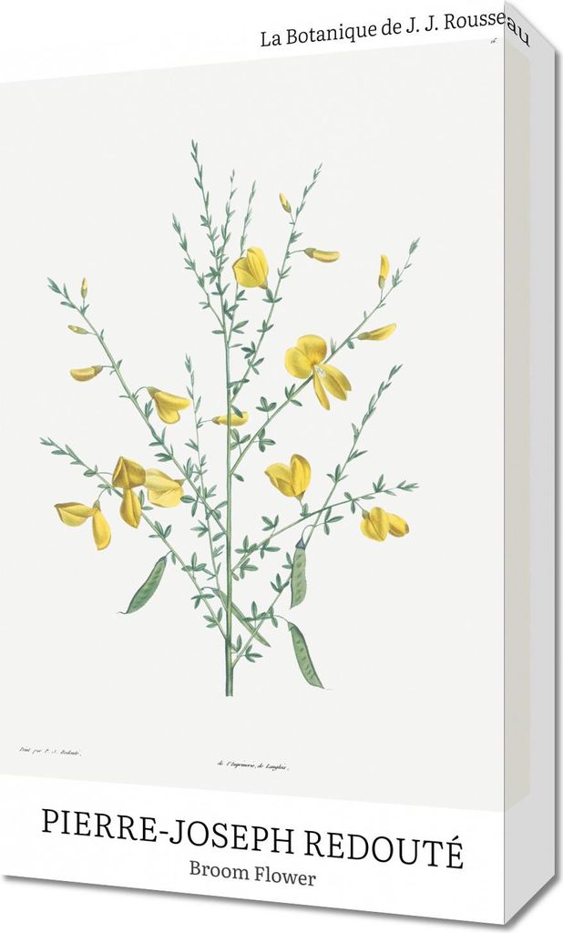 Bild 30x50cm Design Broom Flower, Redoute Vintage für das Wohnzimmer