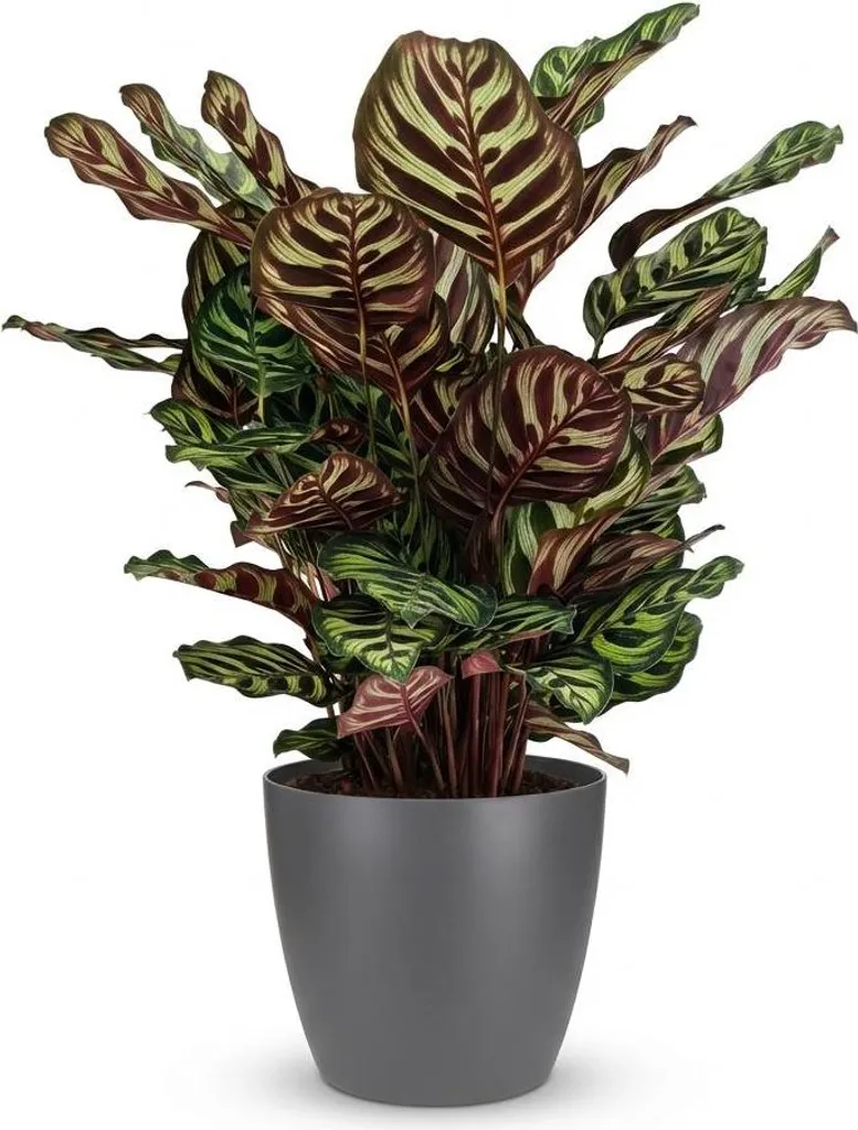 Calathea Makoyana Plante Paon Entretien Facile - Pot 19cm Vert 70cm