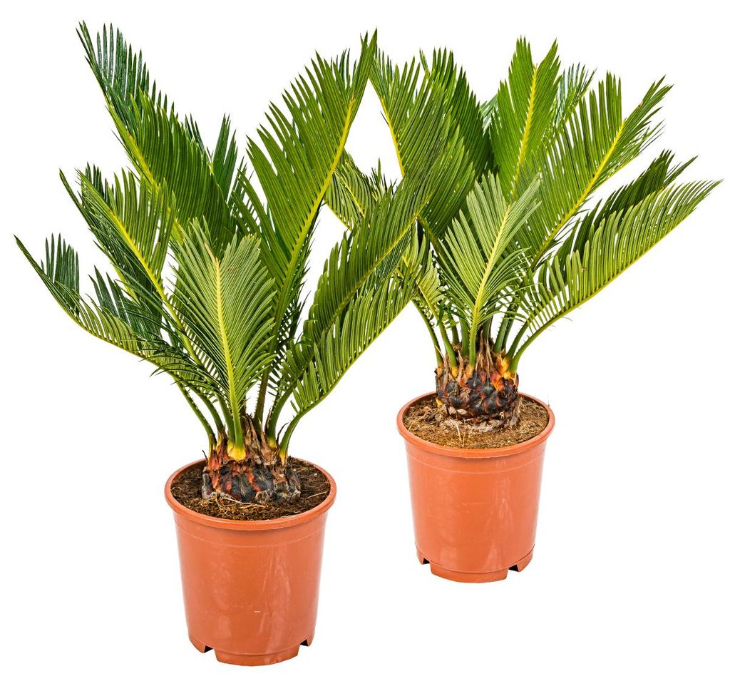 Bloomique - 2er Set - Cycas Revoluta - Palmfarn - Sagopalme Produktbild 