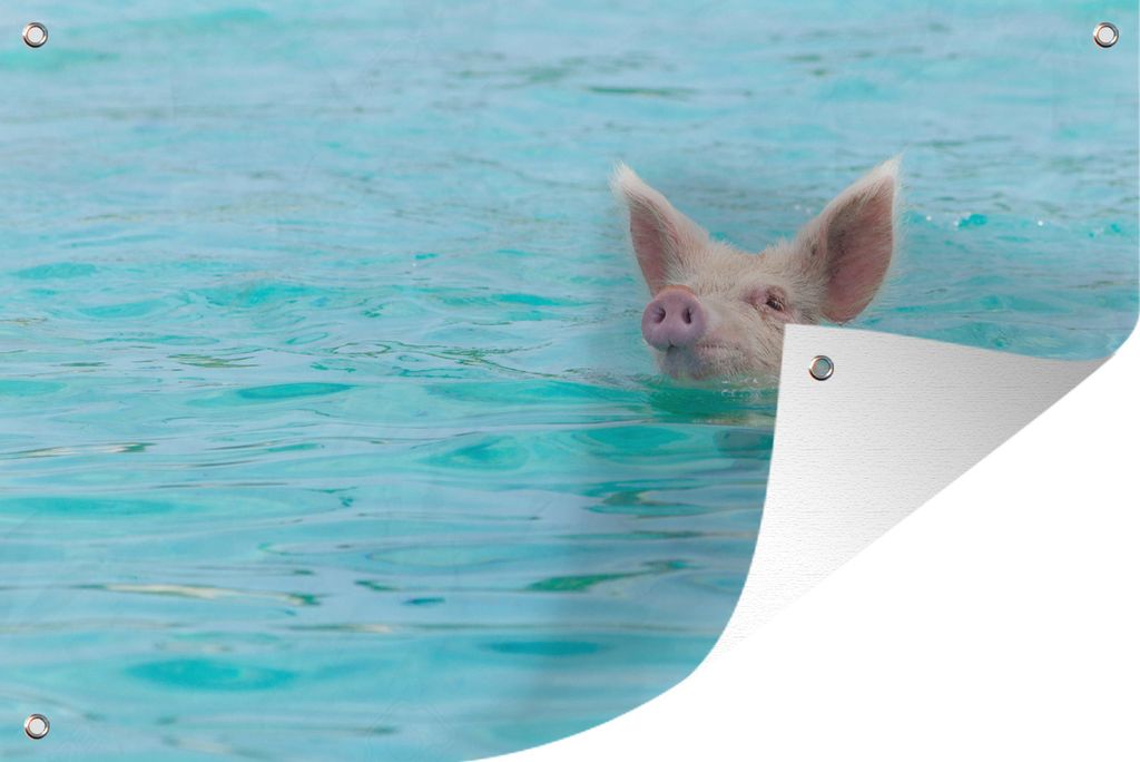 MuchoWow 60x40 cm Outdoor-Poster Gartendeko Sichtschutz Garten Poster für den Garten Schwein - Wasser - Blau