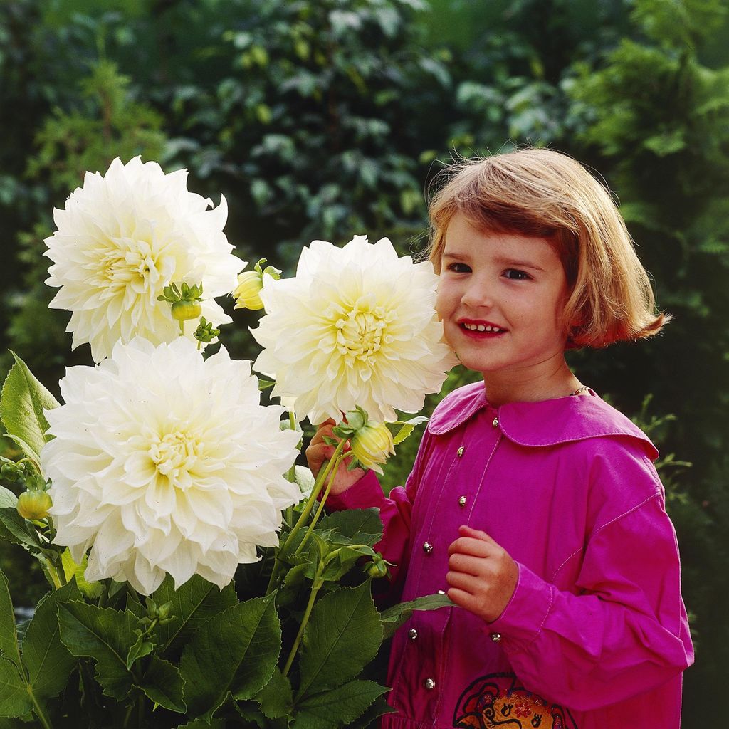 Dahlia Plate White Perfection 1 kus Sadenice dahlia veľké Obrázok produktu 