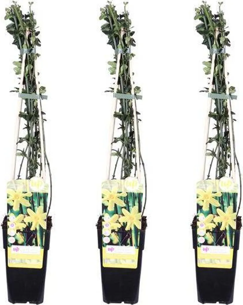 Jasmin d'hiver à floraison hivernale jaune 65 cm lot de 3 plantes