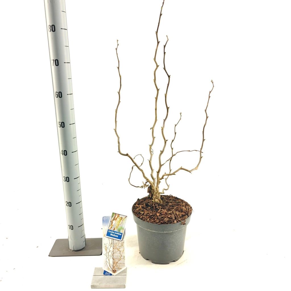 Corylus avellana Medusa ('JWW9' PBR) - Haselnuss-Strauch | 60-70 cm im Topf