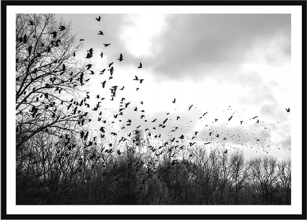 Cadre pour plaques 53x73 cm Oiseaux P1996 : protégez et sublimez vos murs