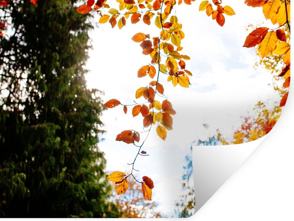 MuchoWow Wandtattoo Wandsticker Wandaufkleber Herbst - Laub - Natur 160x120 cm Selbstklebend und Repositionierbar - Selbstklebend - Fototapeten
