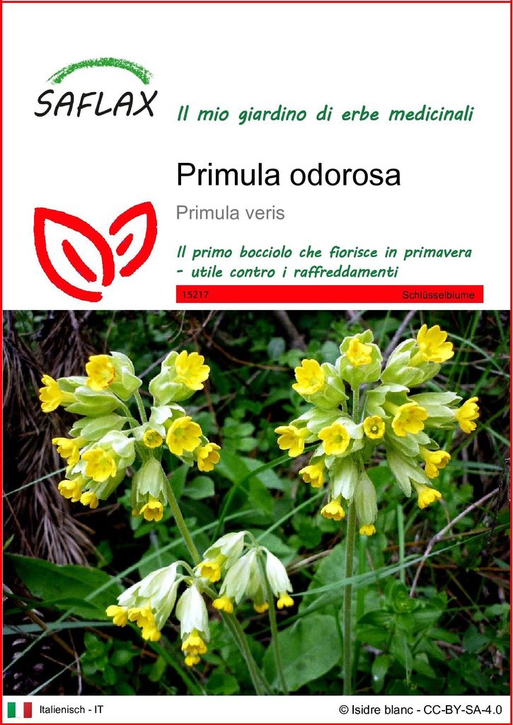 SAFLAX  - Primula odorosa - 100 semi - Primula Immagine del prodotto 