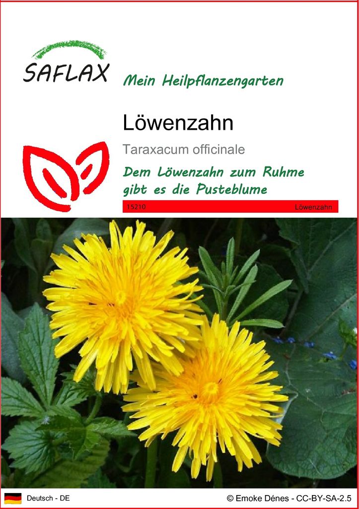 SAFLAX - Heilpflanzen - Löwenzahn - 200 Samen - Taraxacum officinale