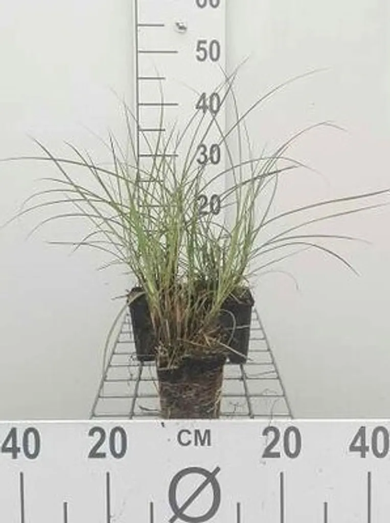 Miscanthus sinensis Yaku Jima - Lot de 6 Roseaux de Chine en Pot 9x9cm