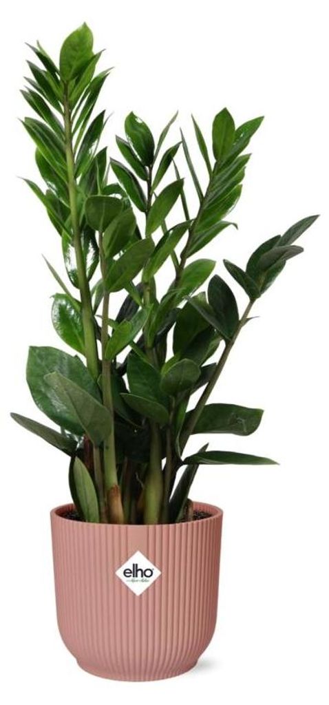 Zamioculcas in ELHO Vibes Fold rosa - 45-50cm - Ø14cm - Zimmerpflanze - Immergrün