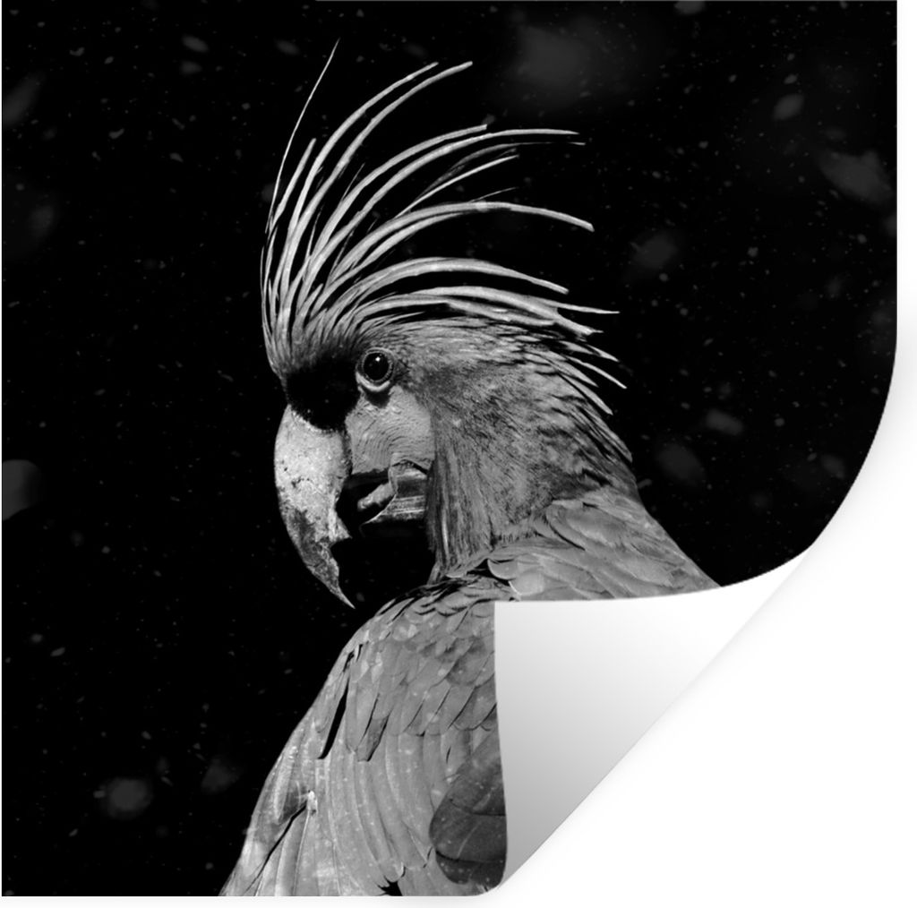 MuchoWow Wandtattoo Wandsticker Wandaufkleber Porträt eines Goldkakadus auf schwarzem Hintergrund - schwarz und weiß 80x80 cm Selbstklebend und...