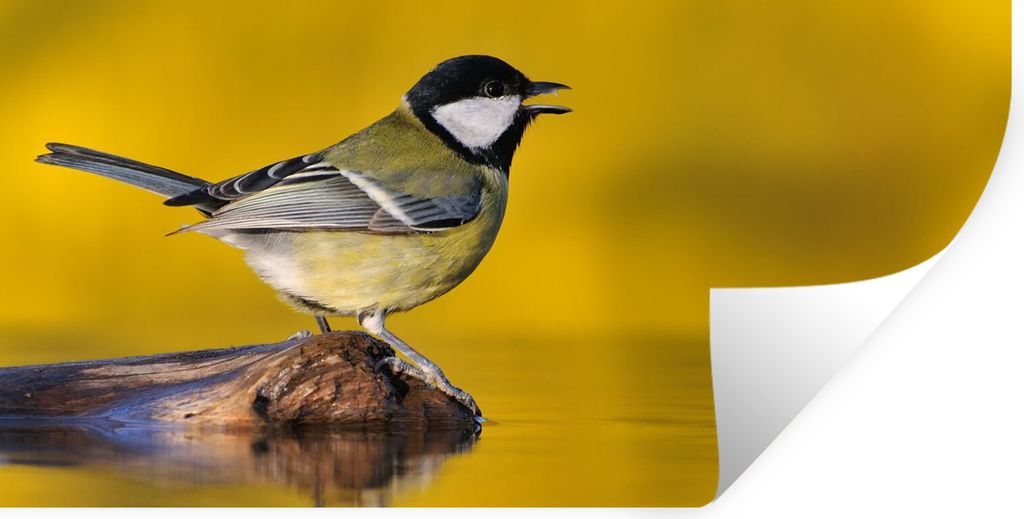 MuchoWow Wandtattoo Wandsticker Wandaufkleber Kohlmeise - Vogel - Wasser 40x20 cm Selbstklebend und Repositionierbar - Aufkleber